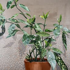 Chris Russell (American, BORN 1983)