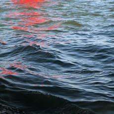 Melissa McGill (b. 1969)