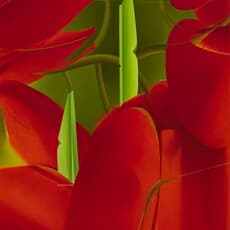 Wenting Wang 王文婷