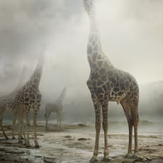 Simen Johan