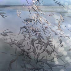 Shu Yonezawa
