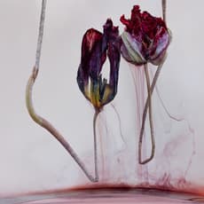 Kathrin Linkersdorff