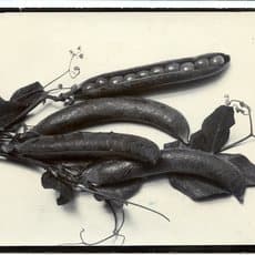 Charles Jones (1866-1959)