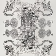 Cynthia Dinan-Mitchell