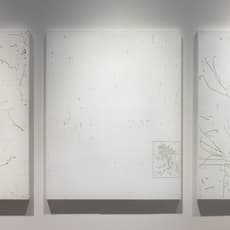 Nosik Lim