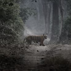 Akash Das