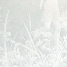 Wang Lintong 王临潼