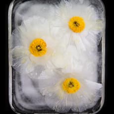 Iris Debelder