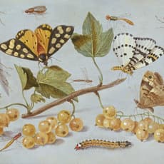 Jan van Kessel II
