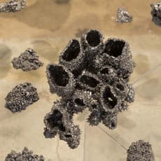 Suzanne Anker