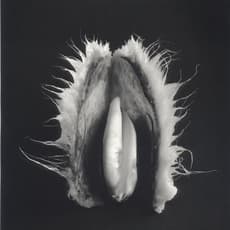 Elfriede Mejchar