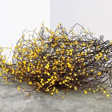 Naomi Alessandra Schultz