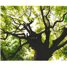 Christophe Chabouté