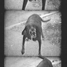 Franco Vaccari