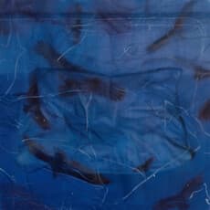 Anner Cohen