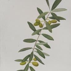 Jethro Buck