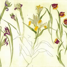 Elizabeth Blackadder