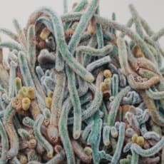 Lee Kwang-Ho (b. 1967)