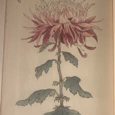 Keika Hasegawa