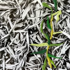 María Bayá, Re-nacer #1 (2023)