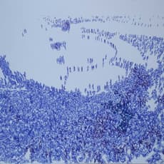 Margherita Moscardini