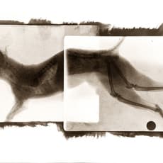 Chen Jinan 陳吉楠