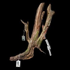 Boni Gattai (estilara)