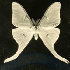 J. Carroll Tobias