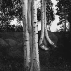 Arno Rafael Minkkinen