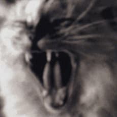 Helena Chapellin Wilson