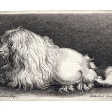 Wenzel Hollar