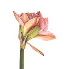 Fiona Strickland