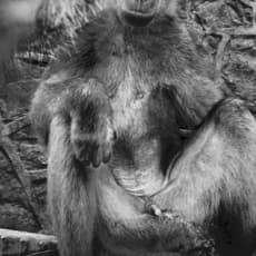 Leonard Pongo