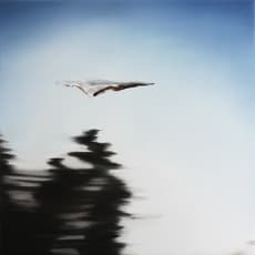Thomas Riess