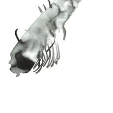 Aphrodite Désirée Navab