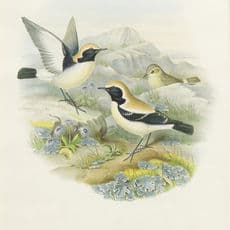 John Gould (1804-1881)