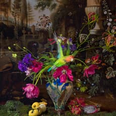 Hans Withoos
