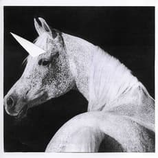 Sara-Lena Maierhofer