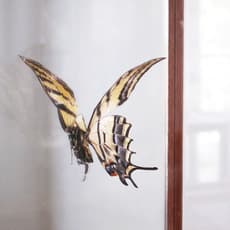 Fabiola Torres-Alzaga