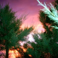 Marguerite Bornhauser