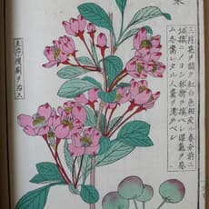 Iinuma Yokusai
