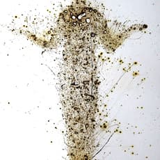 Pedro Pires