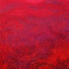 Heng Li