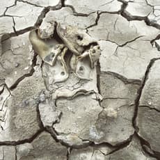 Sirkka-Liisa Konttinen