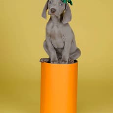 William Wegman