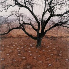 Yin Xiuzhen 尹秀珍