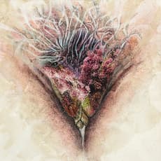 Jacqueline Secor