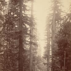 William Henry Jackson