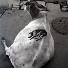 Pentti Sammallahti
