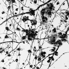 Keun Woo Lee